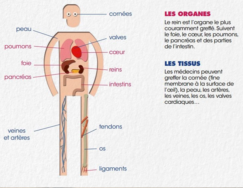 Quels organes donner